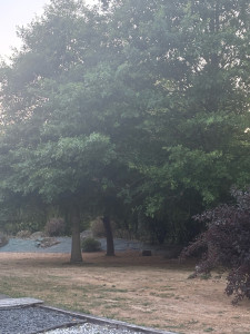 Photo de galerie - Taille d’un arbre où les branches jonchaient le sol 