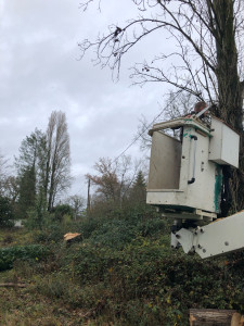 Photo de galerie - Abattage de 6 peuplier fin de chantier 