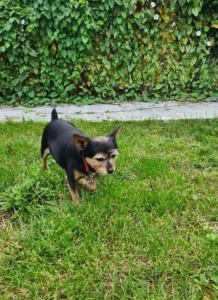 Photo de galerie - Pet sitter