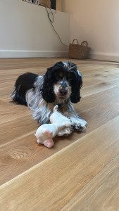 Photo de galerie - Sookie 2 ans