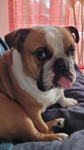 Photo de galerie - Garde chien ? 