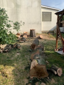 Photo de galerie - Elagage et coupe d'arbres