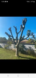 Photo de galerie - Elagage et coupe d'arbres