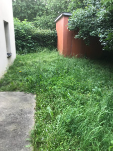 Photo de galerie - Tonte de pelouse - Débroussaillage