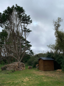Photo de galerie - Elagage et coupe d'arbres