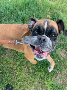 Photo de galerie - Garde chien