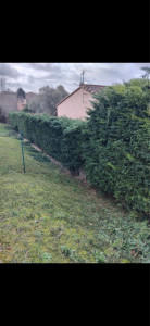 Photo de galerie - Rabaissement de haie 