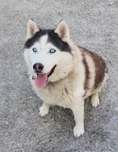 Photo de galerie - Je garde vos Animaux de compagnie ! ?