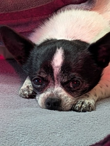 Photo de galerie - Je pratique la communication animale, et je canalise leurs messages pour les délivrer à leurs humains. N'hésitez pas à me consulter.