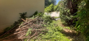 Photo de galerie - Taille d une haie de 9 m ramener à 4m.
ainsi Qu evacuation 