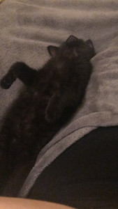 Photo de galerie - Bonjour, je suis disponible pour garder vos animaux, les promener … je suis étudiante donc assez flexible et disponible ☺️