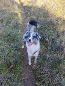 Photo de galerie - Garde chien