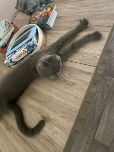 Photo de galerie - Garde chat