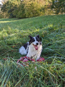 Photo de galerie - Mon border collie