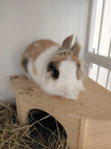 Photo de galerie - Visite à domicile d'animaux de compagnie comme des lapins, etc. Garde possible au domicile de la petsitter. 