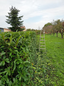 Photo de galerie - Taille de haie après