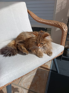 Photo de galerie - Garde chat