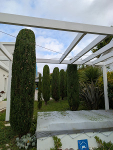 Photo de galerie - Taille de cyprès 
