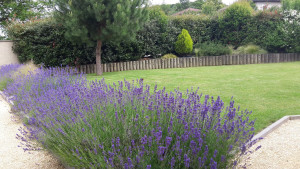 Photo de galerie - Paysagiste - Aménagement du jardin