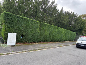 Photo de galerie - Taille de haie après ✅