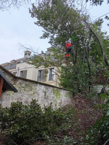 Photo de galerie - Réduction d’un laurier 