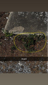 Photo de galerie - Désherbage 