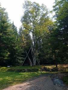 Photo de galerie - Taille sanitaire 