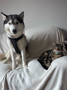 Photo de galerie - Je peux garder vos animaux pendant vos absences ! j’ai déjà un chien et un chat 