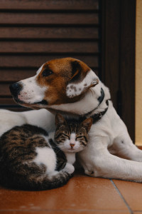 Photo de galerie - Garde d'animaux : chiens, chats, rongeurs, lapins...