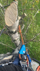 Photo de galerie - Elagage et coupe d'arbres
