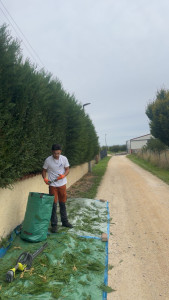 Photo de galerie - Taille de haies et d'arbustes