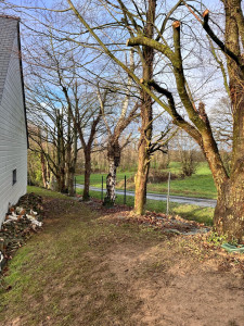 Photo de galerie - Elagage et coupe d'arbres
