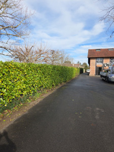 Photo de galerie - Taille de haies 