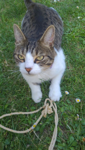 Photo de galerie - Garde animaux