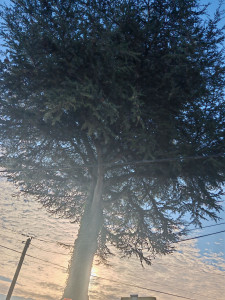 Photo de galerie - Elagage et coupe d'arbres