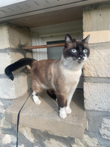 Photo de galerie - Garde chat