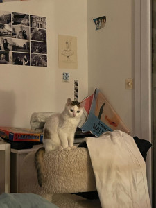 Photo de galerie - Mon bébé chat caprice 