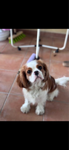 Photo de galerie - Cavalier King Charles 