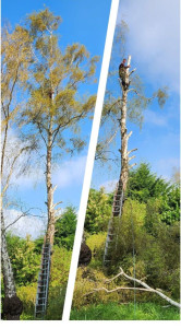 Photo de galerie - Elagage et coupe d'arbres