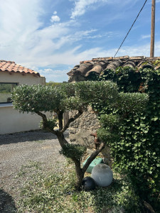 Photo de galerie - Taille d’olivier en nuage