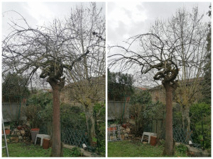 Photo de galerie - Elagage et coupe d'arbres