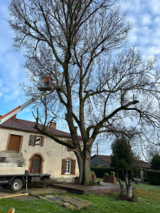 Photo de galerie - Elagage et coupe d'arbres