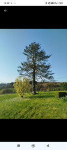 Photo de galerie - Abattage d'arbre et debarassage