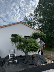 Photo de galerie - Taille de haies et d'arbustes