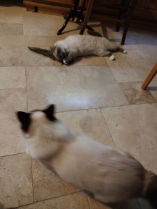 Photo de galerie - Garde chat