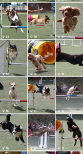 Photo de galerie - Concours canin 