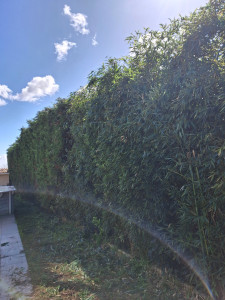 Photo de galerie - Taillage de haie tout niveau 