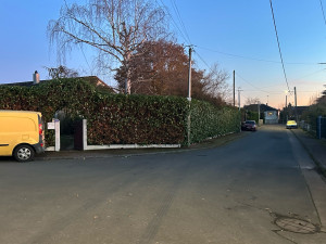 Photo de galerie - Taille de laurier palme