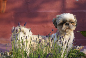 Photo de galerie - Garde chien