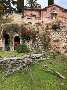 Photo de galerie - Elagage et coupe d'arbres